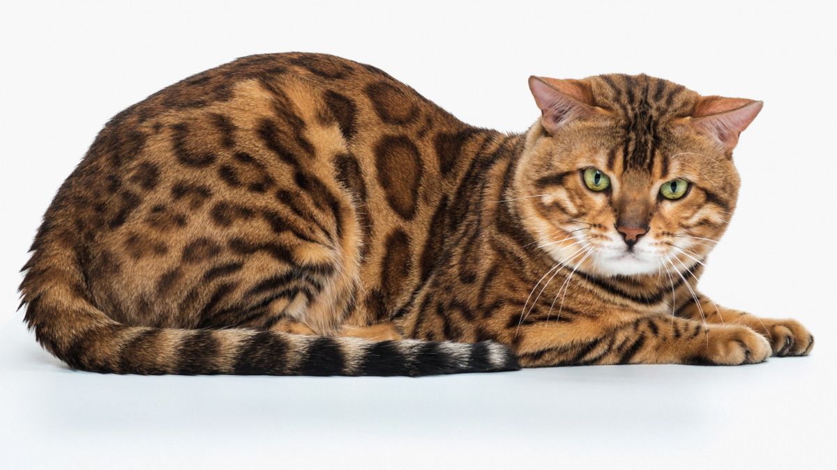 Mengenal Sifat dan Karakter Kucing Bengal, Anabul Ras yang Cerdas