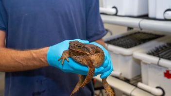 Les grenouilles toxiques en hausse au Japon, les scientifiques sont encore perplexes