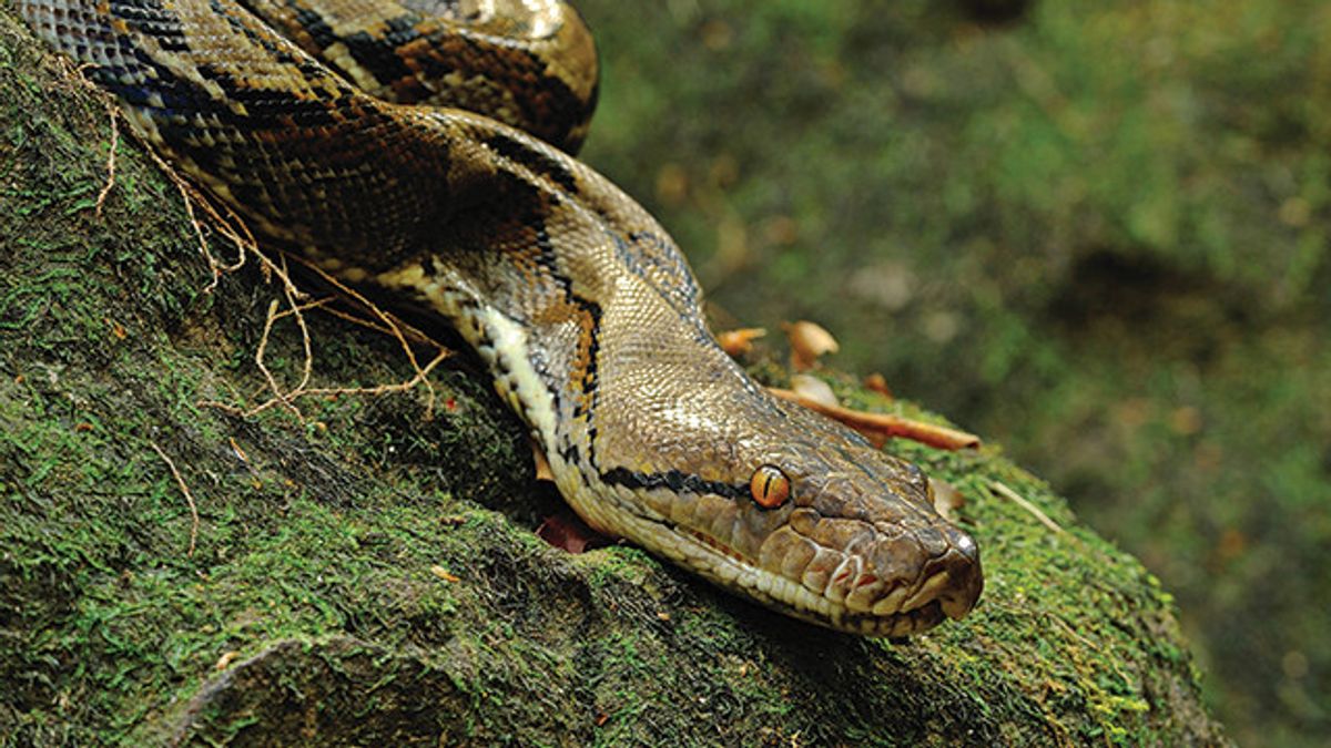 Le petit déchirur d’eau au milieu de la nuit, les habitants de Tanjung Priok ont paniqué pour rencontrer le serpent de Piton dans sa salle de bain