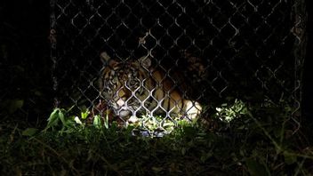 Gawat, 2 Tigres Au Zoo De Sinka Singkawang Lepas Et Terkam Pawang, TNI-Polri Impliqués Pour L’arrestation 