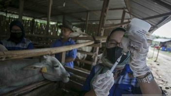 عفوا! تفشي مرض الحمى القلاعية يدخل إندونيسيا منذ عام 2015 ، أمين المظالم: تغطي الحكومة هذه المعلومات ، لكنها تمكنت من التغلب عليها بالتطعيم الجماعي