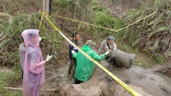 BKSDA Turunkan Tim Nekropsi Bangkai Gajah di Aceh Timur