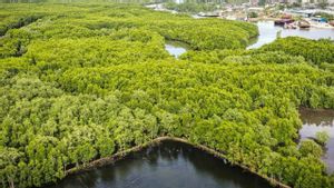 KLHK Beberkan Dampak Positif dari Mangrove yang Sehat