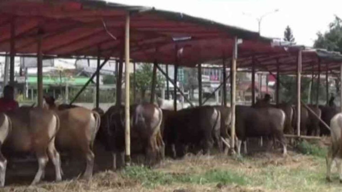 勿加泗市政府要求市民警惕动物口蹄疫