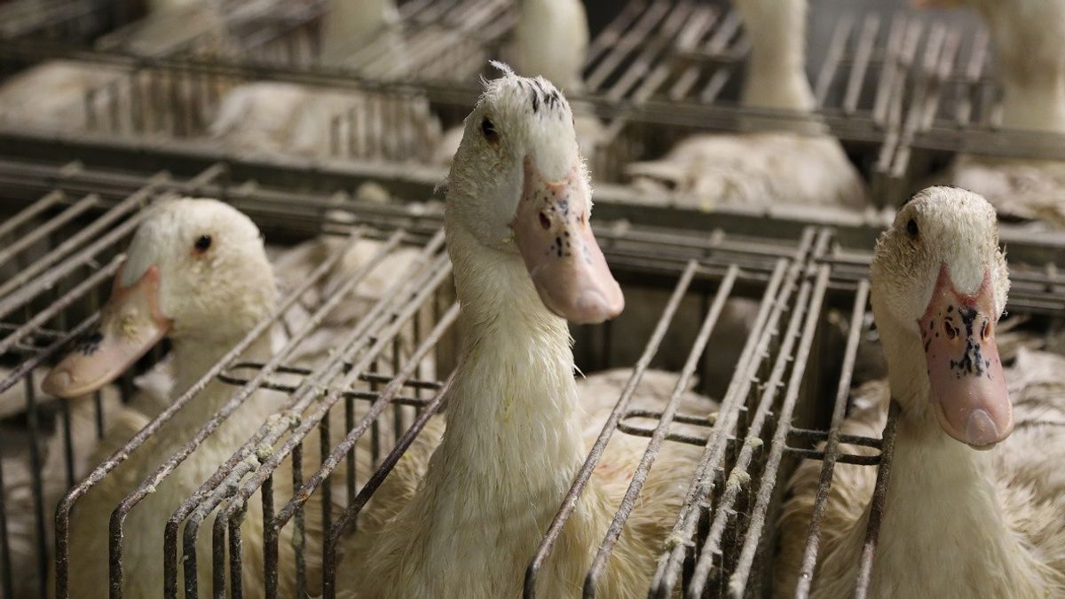 Wabah Flu Burung Landa Kawasan Produksi Foie Gras: Prancis Musnahkan Kawanan Ternak, Tetapkan Zona Perlindungan