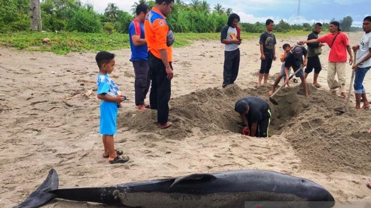 海豚在被困在南亚齐海滩后死亡
