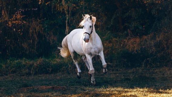 Previously Only For Police, Now Young Somali Can Practice Horse Riding And Dream Of Becoming International Athletes