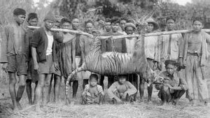Banyak Buaya di Ciliwung, Perburuan Harimau di Batavia