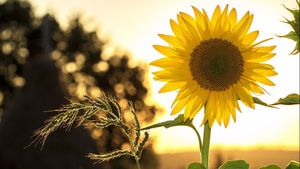5 Fakta Unik Bunga Matahari yang Belum Banyak Diketahui 