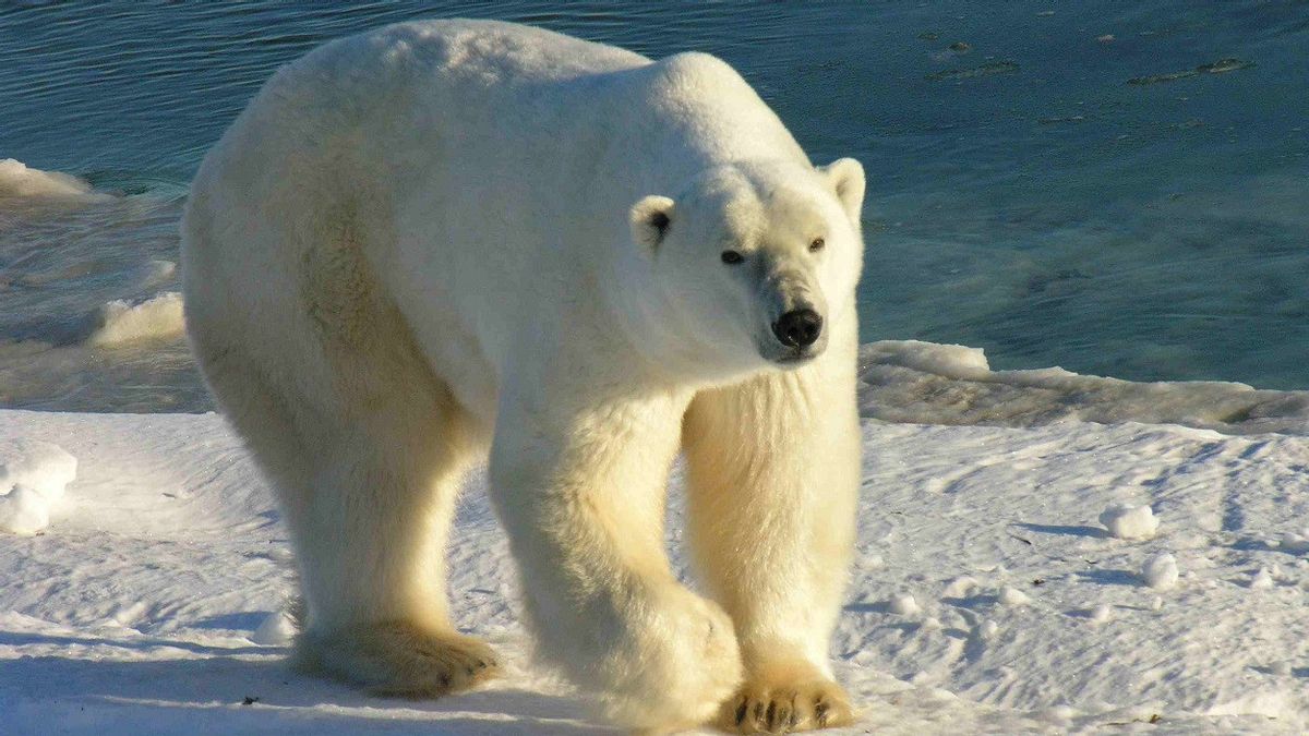 مرعبة : العلماء يقولون 25 في المئة من الدب القطبي الغذاء هو النفايات البلاستيكية