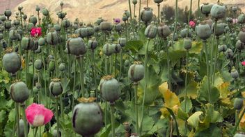 Opium From Southern Afghanistan Supplied To World Cartel, Changing Supply Chains From Indochina