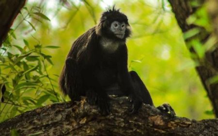 Habitat Lutung Jawa di Muaragembong Bekasi Terancam akibat Menyusutnya Lahan Pohon Mangrove