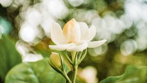 5 Tanaman Hias dengan Bunga Berwarna Putih dan Menguarkan Wangi