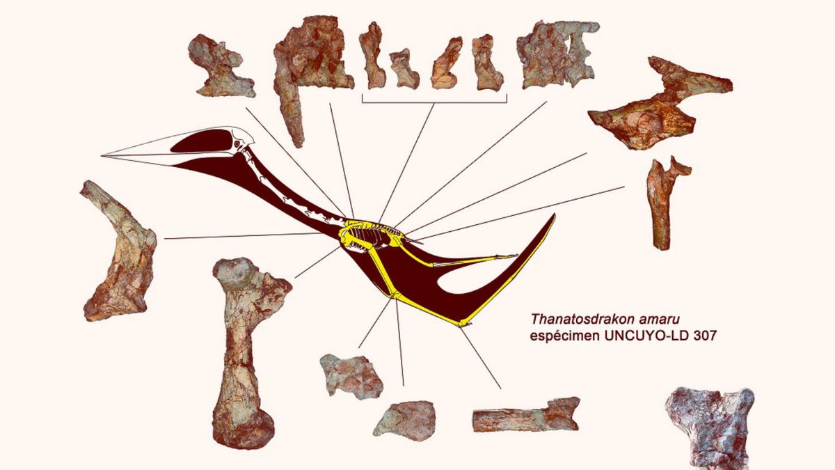 Dragon Fossil That Has A Body The Size Of A Double-Decker Bus Has Been Excavated By Researchers