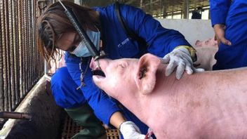 Mentan Yasin Limpo Sebut Munculnya Flu Babi Afrika Hal yang Wajar karena Virus di Dunia Berputar