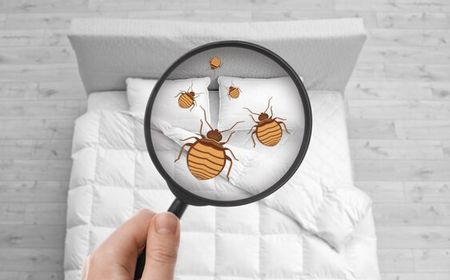 Tanda Bedbugs atau Kutu Busuk Bersarang di Rumah