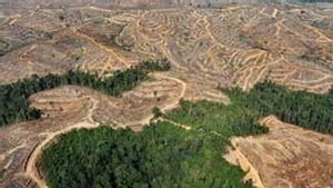 Pemerintah Siapkan Rp2 Triliun untuk Reboisasi dan Konservasi Hutan