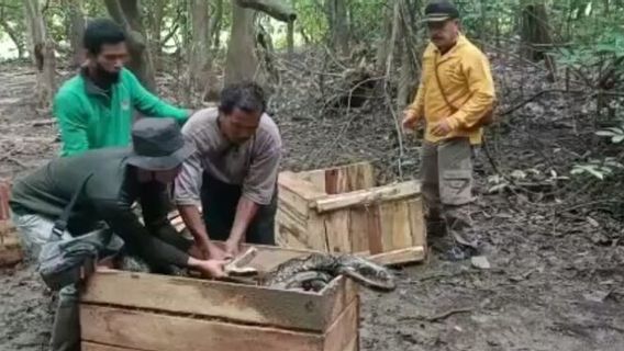 BBKSDA Riau Released 2 Meter Long Crocodiles That Once Bitten School Children 's Feet