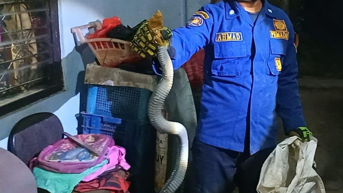 Warga Ciracas Panik Ada Ular Kobra 1,5 Meter Masuk ke Dalam Rumah