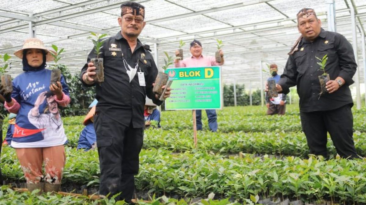 农业部长Syahrul Yasin表示Garut准备向印度尼西亚提供1000万粒咖啡种子
