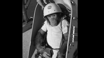 歴史の中の1月31日:チンパンジーは彼の宇宙旅行から地球に戻って生き残る