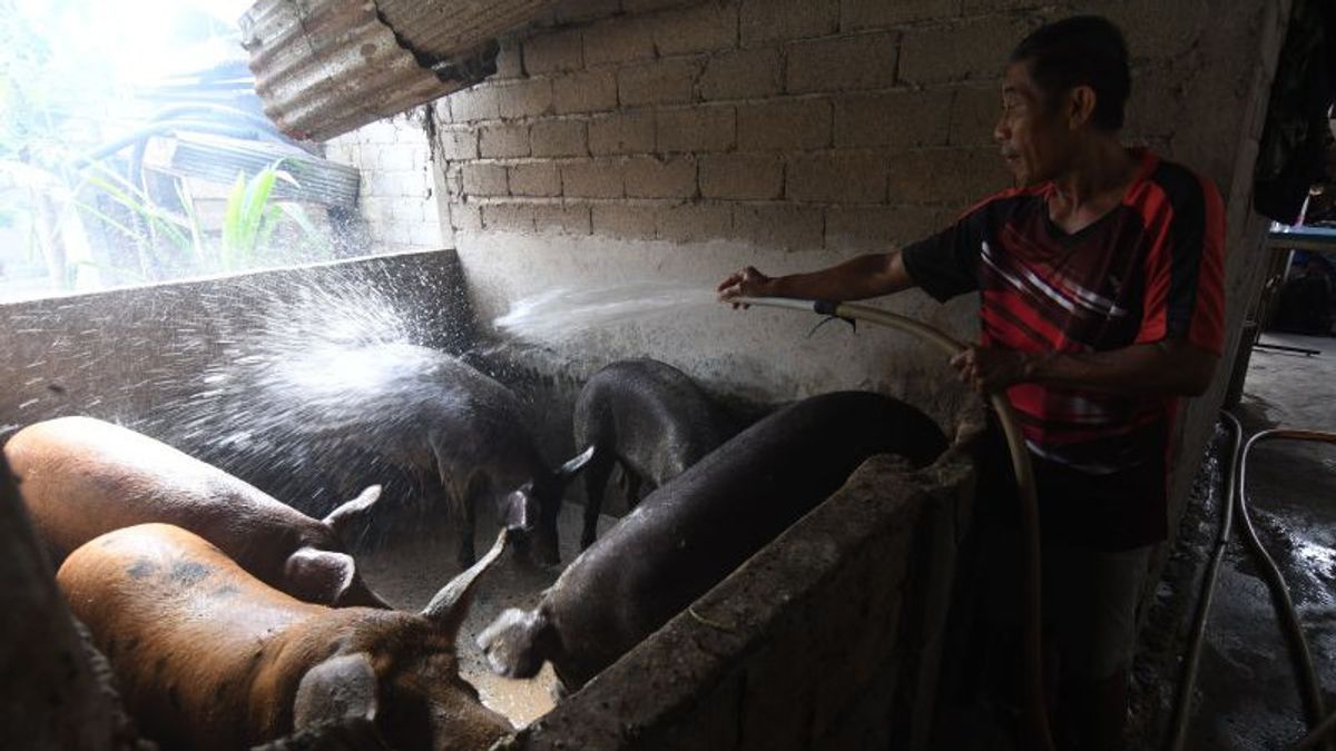 记录每日100头猪死于ASF病毒感染日,DPKH Mimika Central Papua Collection Farmers