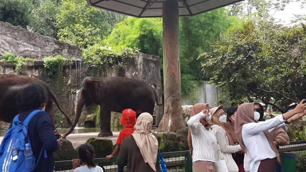 Crowded! 10,301 Tourists Visited Ragunan Wildlife Park During The 2022 Chinese New Year