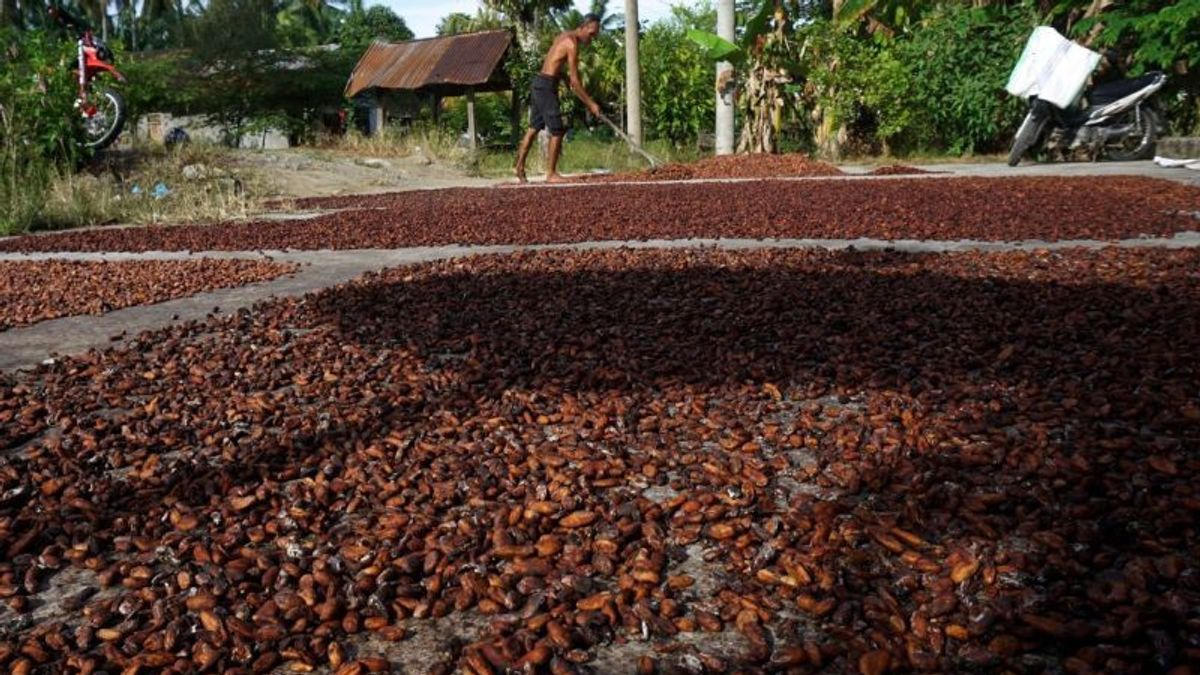 Ministry Of Trade: The Price Of Cocoa Seeds Increases December 2023 In The European Market