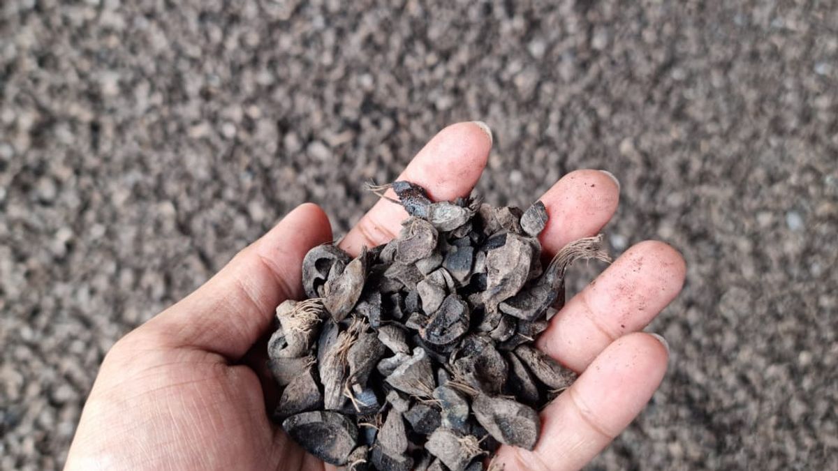 棕榈壳生物质成功试验用于燃煤电厂的煤炭替代品，PLN：我们始终如一地提供清洁能源