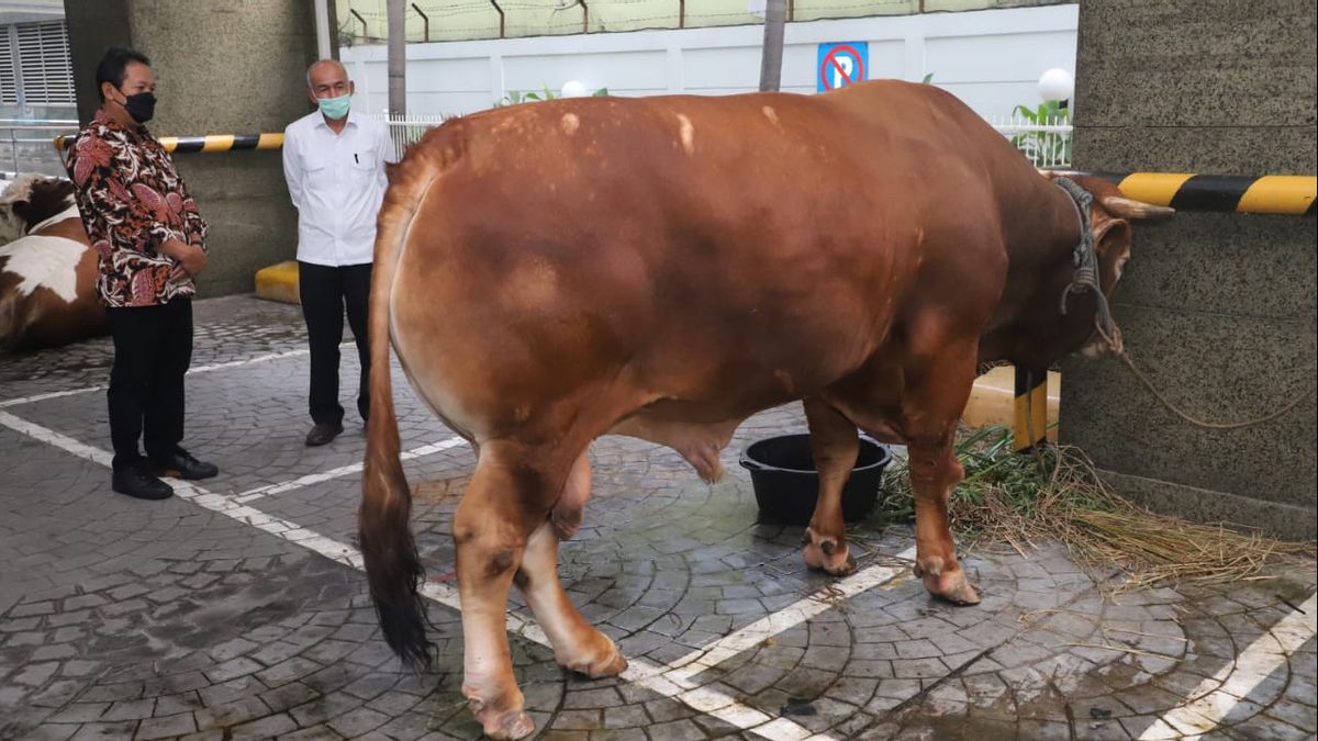 Really Good! Minister Trenggono 1.3 Ton Cow Sacrifice In His Office