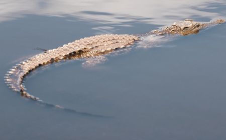 Ilmuwan Ungkap Aligator Bisa Tumbuhkan Ekor, Potensi Kembangkan Kemampuan Regenerasi Manusia