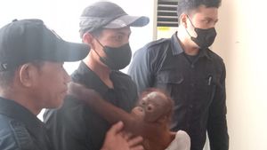 BKSDA Jatim Amankan Orangutan Kalimantan Hasil Penyelundupan, Akan Ditranslokasi ke Kalteng