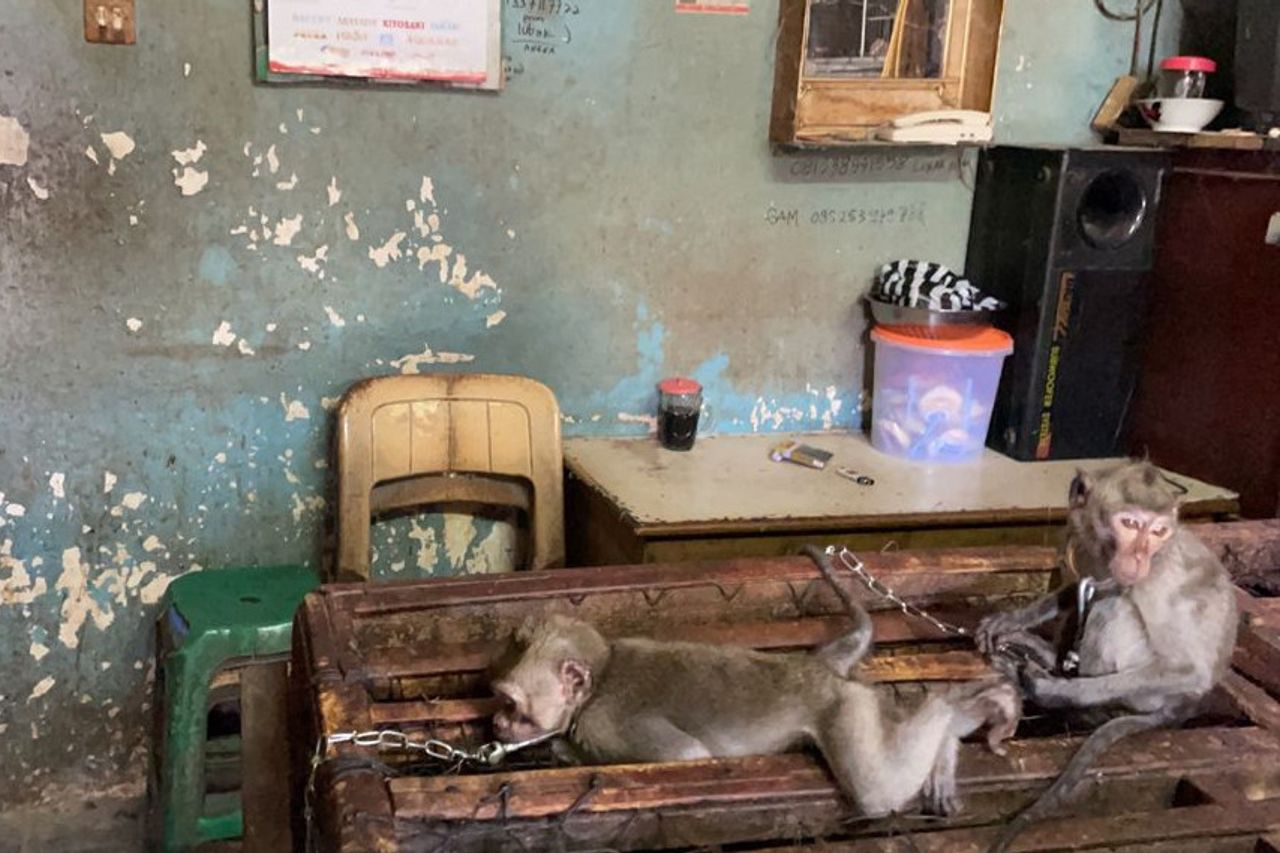 Baby macaque monkeys for sale at Denpasar Bird Market (Pas…