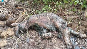 東アチェプランテーションでスマトラゾウの赤ちゃんが死んでいるのが発見されました