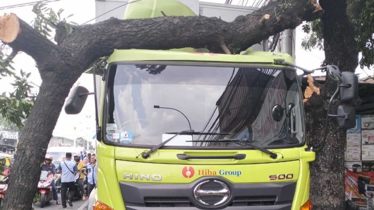 5 Meter High Akasia Tree Falls, Hits Truck In Parking