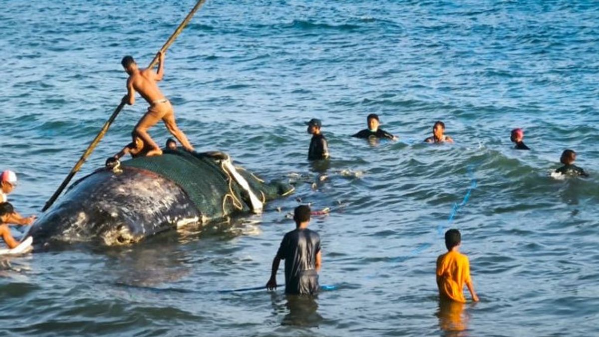 PSDKP Ambon évacuation de papas de sperme piégés sur la plage Hatu de Malteng