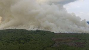 10 Hektare Hutan Giam Siak Kecil Riau Kebakaran Akibat Pembukaan Lahan Baru, BKSDA: Saat Ini Proses Pendinginan