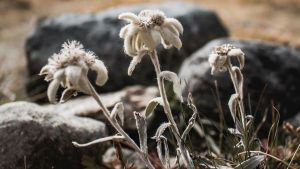 Fakta Tentang Bunga Edelweis: Jadi Simbol Keabadian hingga Dipakai untuk Upacara Adat