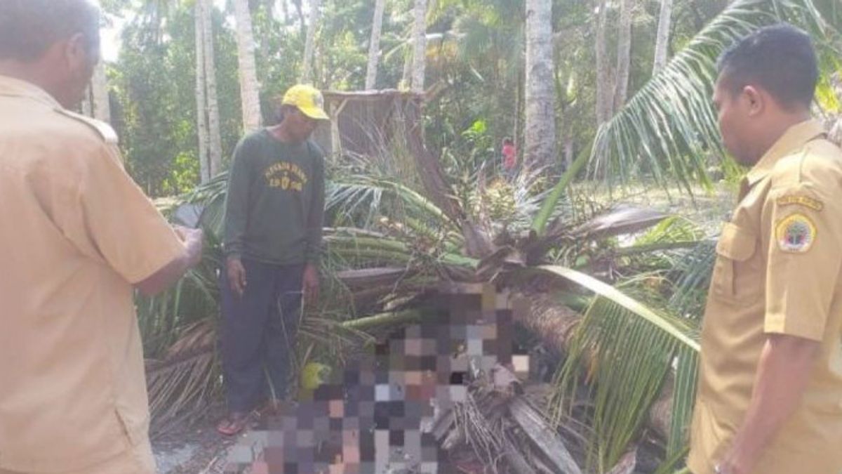 Students In NTT Died After Being Hit By A Coconut Tree That Collapsed On The Road