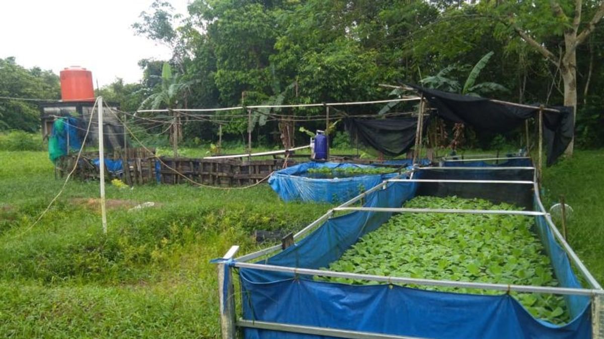 Hasil Budidaya Ikan Air Tawar di Belitung Mencapai 105 Ton Selama 2021