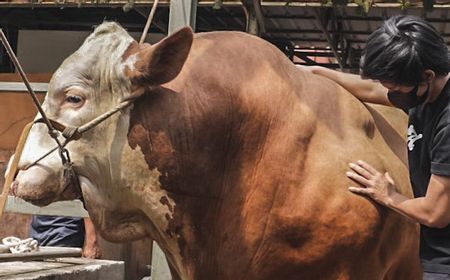 Beli Sapi 1,1 Ton untuk Kurban, Atta Halilintar: yang Terbaik untuk Kendaraan Surga