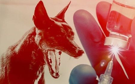 3 Warga Jambi Lakukan Vaksinasi Rabies Setelah Digigit Anjing Liar