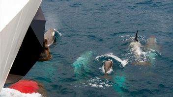 Three Ships Sink In Europe Because Of Killer Whales, Aggressive Behavior Or Play Intimacy? This Is What Researchers Say
