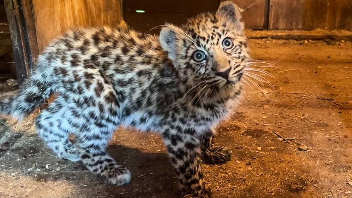 Arrested In Cianjur, Leopard Tutul Wahyu Released Again On Mount Salak Bogor