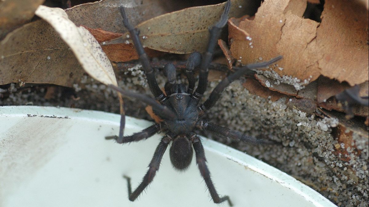 Miliki Salah Satu Racun Paling Mematikan, Ilmuwan Teliti Laba-laba Funnel-Web