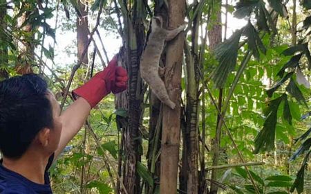 Kukang Jawa yang Diserahkan Warga Cirebon Dilepas di Gunung Ciremai