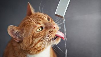 كم يجب أن تشرب قطة بالغة في يوم واحد؟ اكتشف التفسير ، هيا!