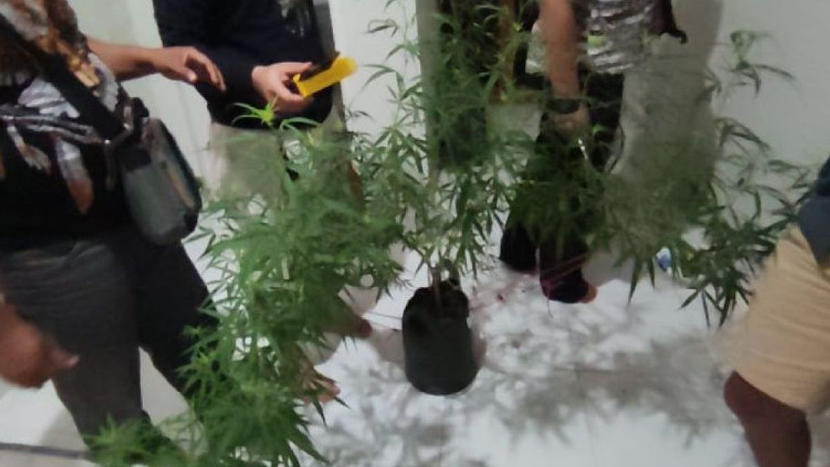BNN Mataram Seizes Cannabis Plants In Pots As High As 1 Meter