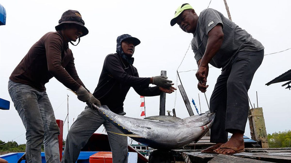 مالوكو - ارتفع حجم صادرات مصايد الأسماك الحية في عام 2023 بنسبة 21.12 في المائة