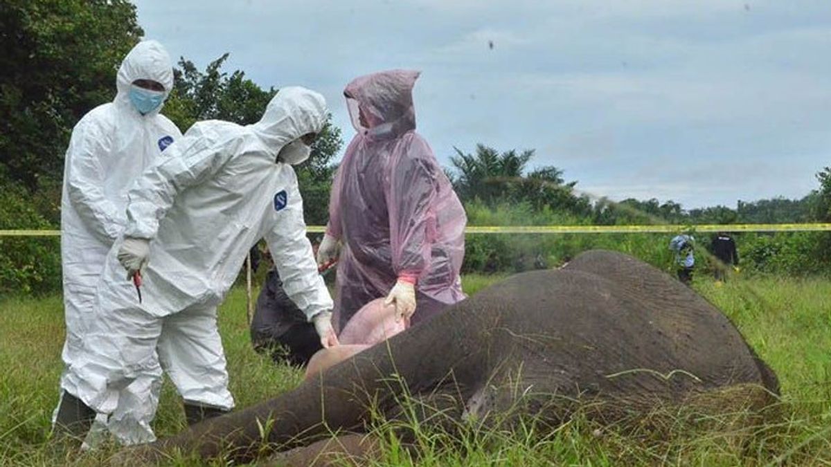 Dalam 9 Tahun Terakhir 25 Gajah Sumatera Mati di Aceh, Dibunuh dengan Sadis